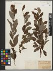 Foto von Salix purpurea L. x Salix silesiaca Willd.